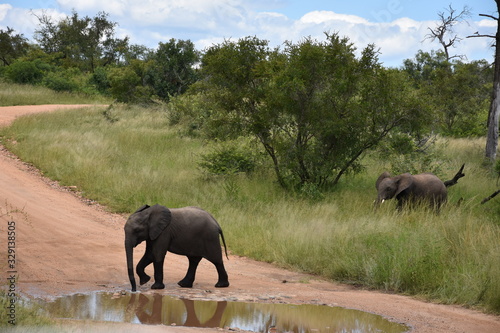 Baby elephants crossing the road, ZA