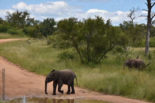Baby elephants crossing the road, ZA