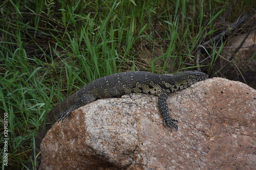 Water Monitor Lizard catching some sun on a rock, ZA