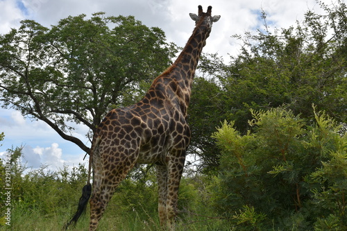 Giraffes in a safari, ZA