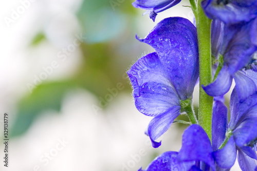 Close up view on Aconitum carmichaelii isolated on blur background. photo