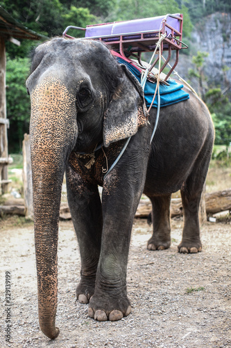 Elephant with seat at back for tourist ride