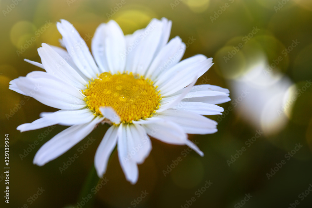 Fototapeta premium Chamomile flower with drops of water on the green background.
