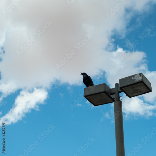 Crow on a pole