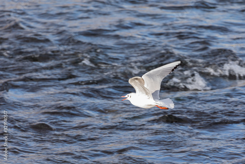 mediterranean gull flies over stormy waters at sunset ,by day