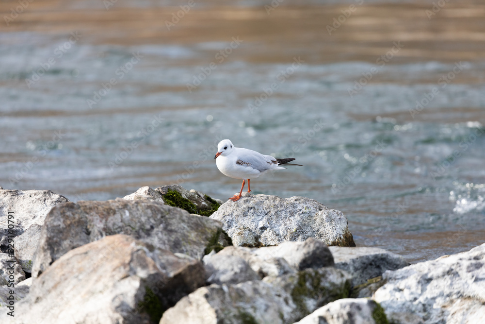 a mediterranean gull stands on rocks, water in motion in the background, with blurred background, daytime a mediterranean gull stands on rocks, water in motion in the background, with blurred background, daytime