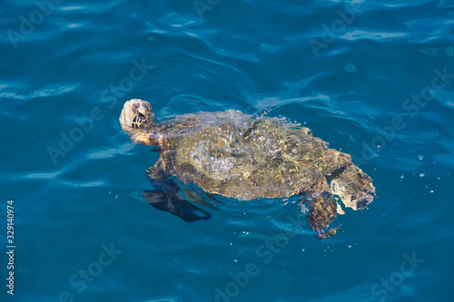 Turtle at Queen's Bath Kauai