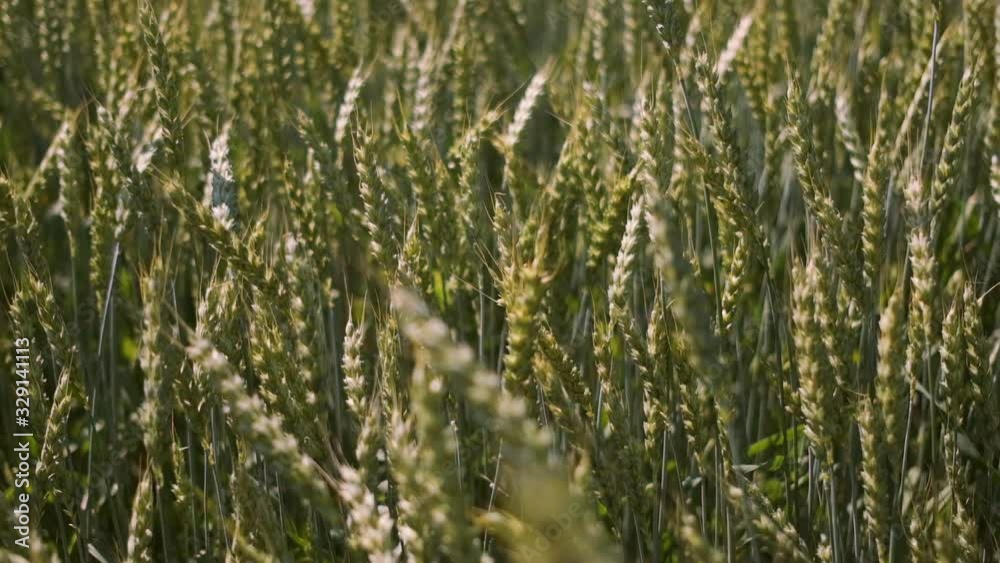 Wheat field blowing by the wind. Slow motion. Sunset, with sunbeams into the camera. Wheat field blowing by the wind. Slow motion. Sunset, with sunbeams into the camera.