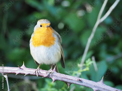 A robin perches among green coloured leaves in the spring
