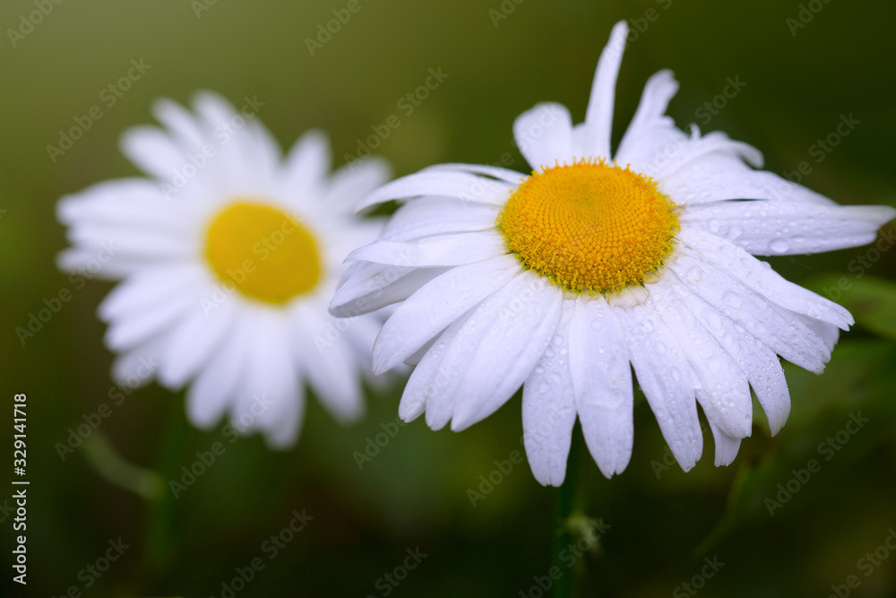 Macro Shot of white daisy flowers isolated on green background. Macro Shot of white daisy flowers isolated on green background.