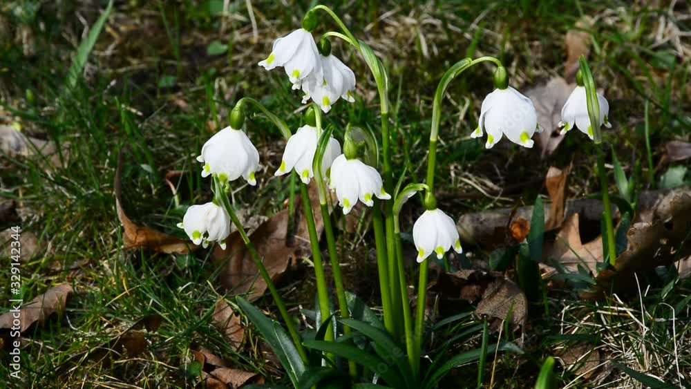 The first spring flowers bloomed in the city park. The first spring flowers bloomed in the city park.