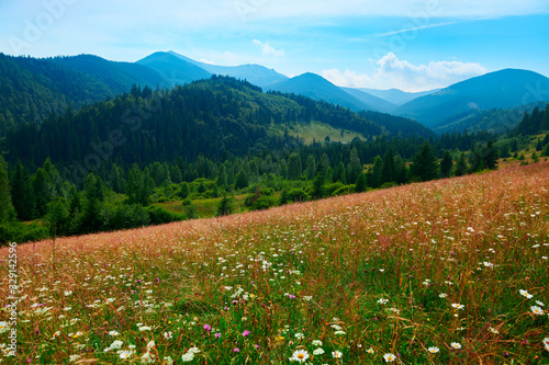wild nature  summer landscape in carpathian mountains  wildflowers and meadow  spruces on hills  beautiful cloudy sky