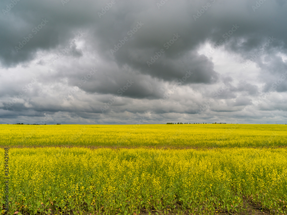 Obraz premium Scenic view a conola crop in a field, Alberta Prairies, Alberta, Canada