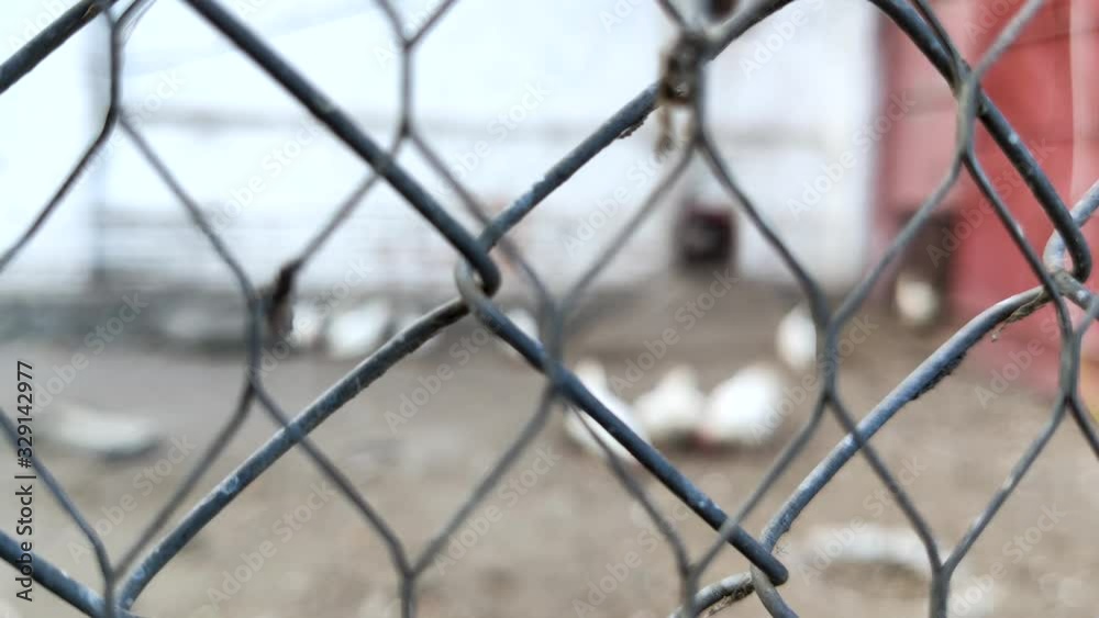 Hens close-up behind bars. Poor chicken farm conditions. The concept of animal confinement in cages and the struggle of the animal welfare society for the rights of chickens. Hens close-up behind bars. Poor chicken farm conditions. The concept of animal confinement in cages and the struggle of the animal welfare society for the rights of chickens.