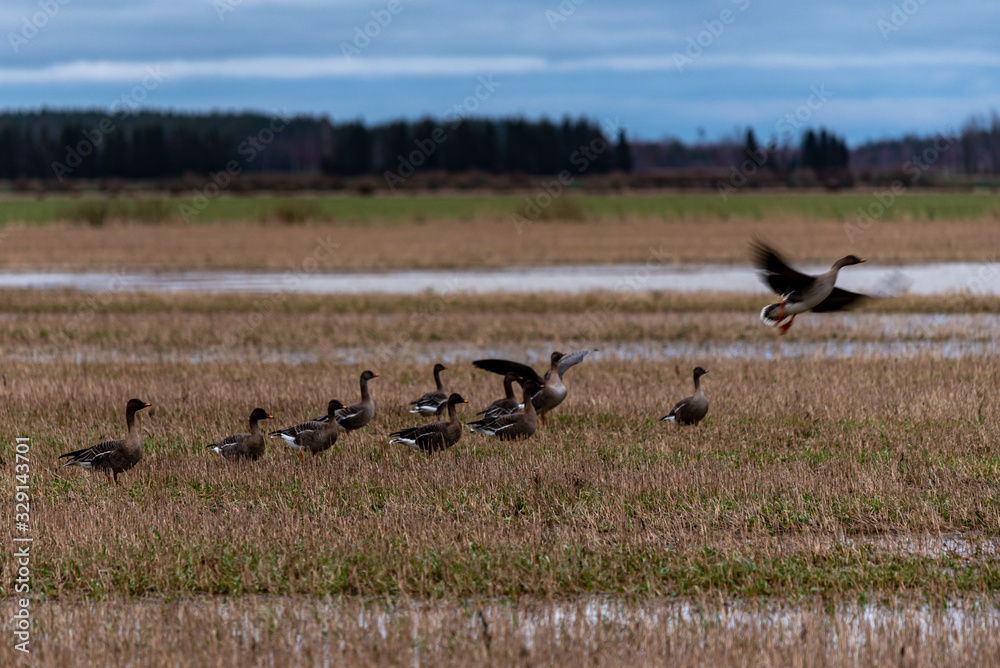 a small herd of wild ducks migrating to lay down and find food a small herd of wild ducks migrating to lay down and find food