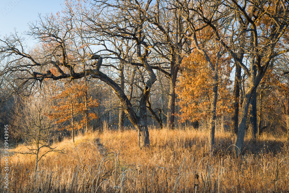 An oak savanna bathed in warm sunlight on a late autumn afternoon. An oak savanna bathed in warm sunlight on a late autumn afternoon.