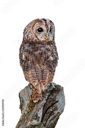 Фотография Tawny owl (Strix aluco) looking backwards from tree stump against white backgrou