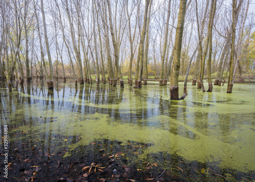 Foto Spring rains create vernal pools and habitat for waterfowl and other wildlife