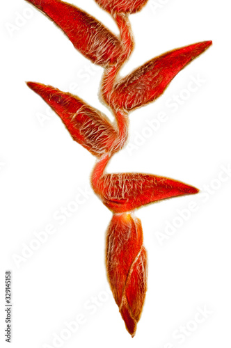 Heliconia vellerigera in flower, native to Colombia, Ecuador, Peru and Costa Rica against white background photo