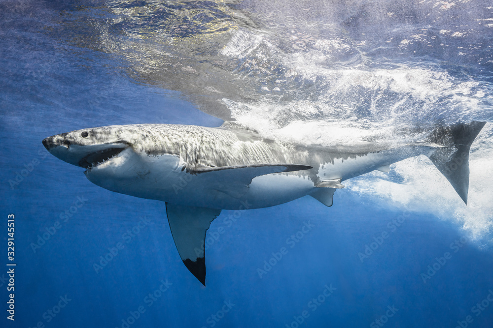 Great White Shark swimming and making a splash Stock Photo | Adobe Stock