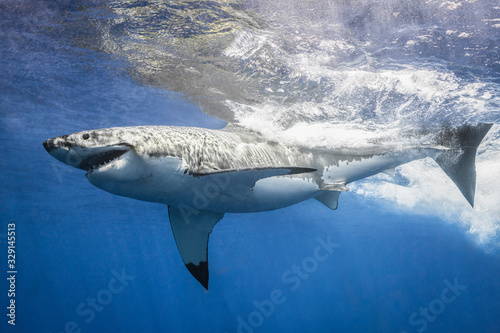 Great White Shark swimming and making a splash