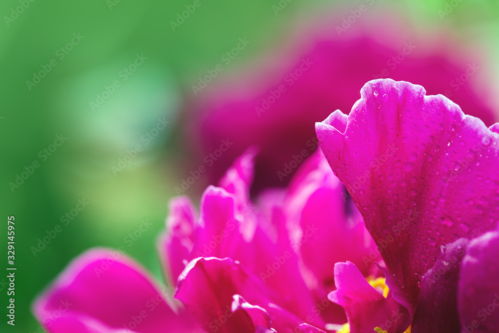 Abstract pink peony flower isolated on green background .