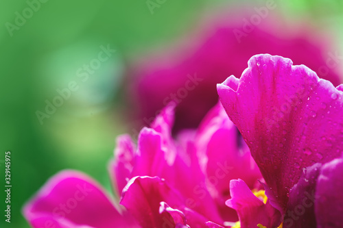 Abstract pink peony flower isolated on green background .