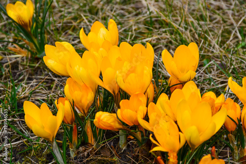 The first spring flowers bloomed in the city park. photo