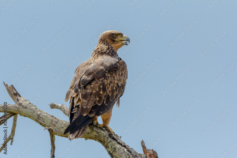 eagle in a branch eagle in a branch