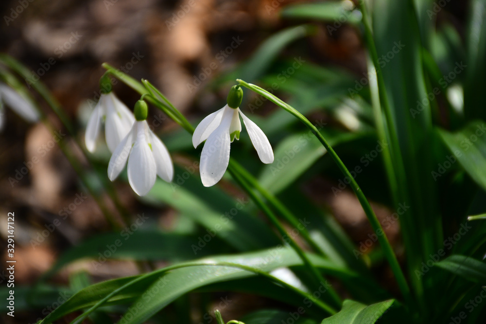 The first spring flowers bloomed in the city park. The first spring flowers bloomed in the city park.