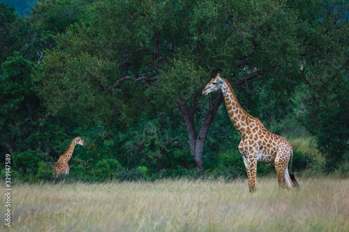 two giraffes in the grass