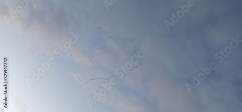 Silhouettes of Birds Flying in Warm Lands. Black Birds or Crows Fly Fall Sky With Clouds on Background. Flock of Migratory Birds in Flight in Sky.
