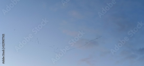 Silhouettes of Birds Flying in Warm Lands. Black Birds or Crows Fly Fall Sky With Clouds on Background. Flock of Migratory Birds in Flight in Sky.