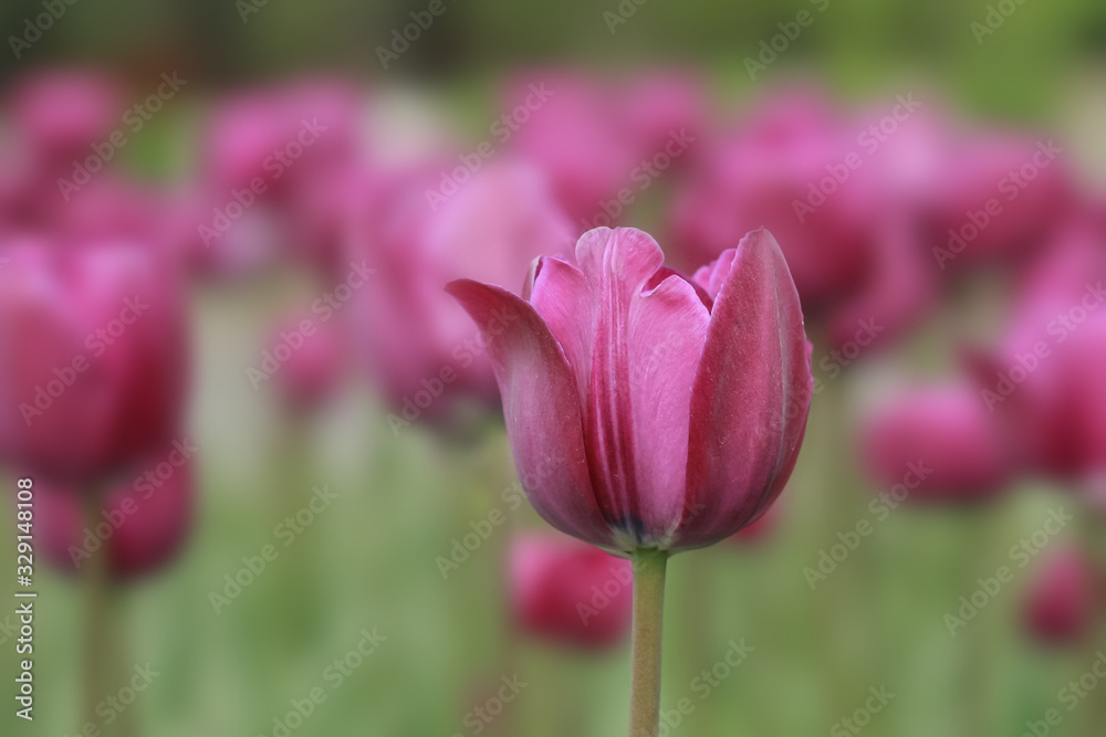 Allphotokz Tulips 20090425 9250 5D Allphotokz Tulips 20090425 9250 5D
