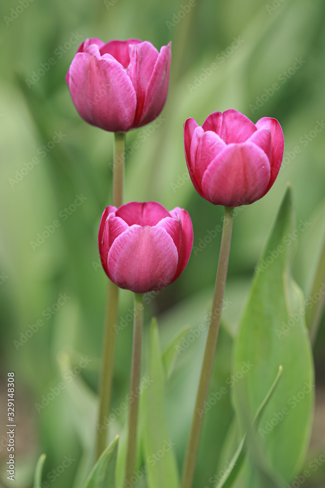 Allphotokz Tulips 20090425 9262 5D