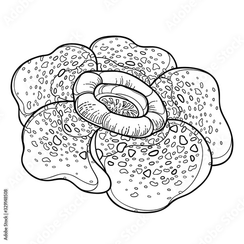 Outline tropical parasitic Rafflesia arnoldii or corpse lily flower in black isolated on white background. photo