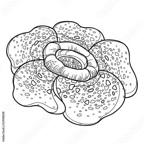 Outline tropical parasitic Rafflesia arnoldii or corpse lily flower in black isolated on white background.