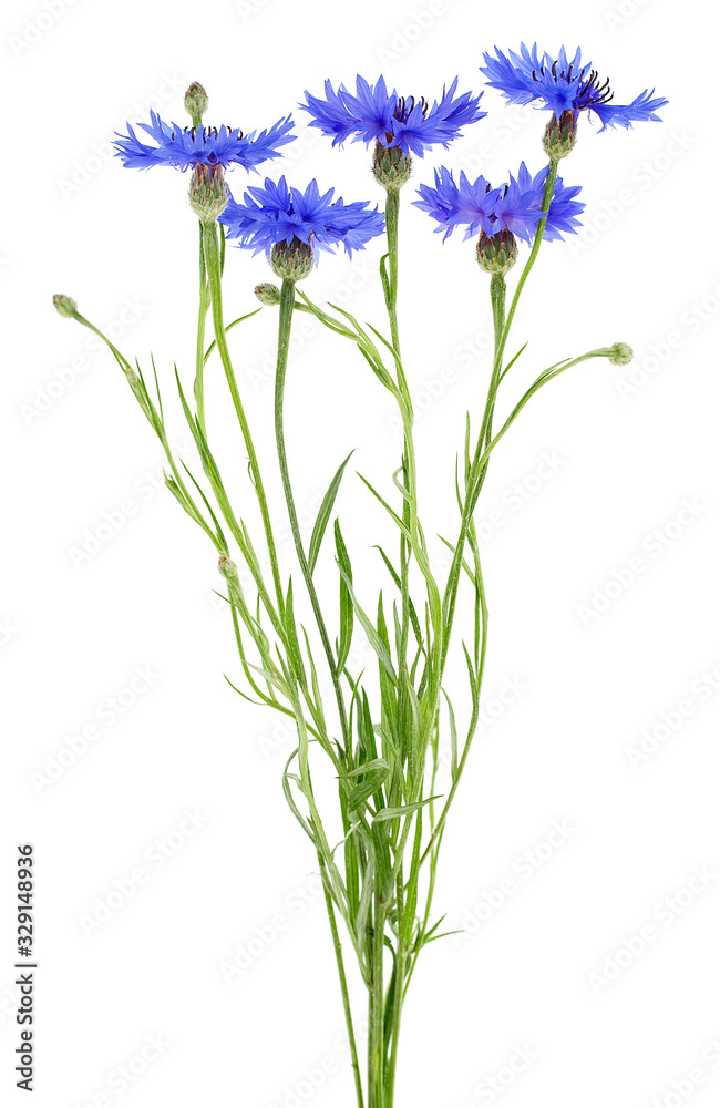 Naklejka premium Blue flowers of cornflowers isolated on a white background. Summer flowers on white background.