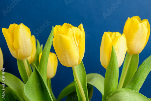 Side view of five small vivid yellow tulip flowers and green leaves on a dark blue studio paper, beautiful indoor floral background photographed with small focus