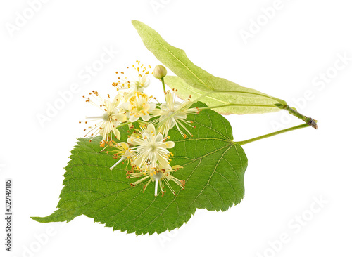 Fresh linden flowers and leaves isolated on a white background