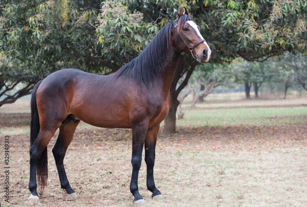 dark bay Marwari colt. cloudy morning. India dark bay Marwari colt. cloudy morning. India