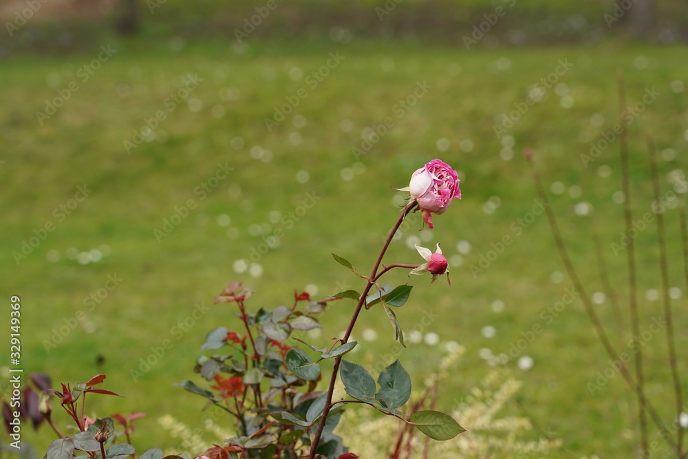 fleur, nature, rouge, plante, feuille, rose, saison, printemps, fleurir, beau, beauté, naturel, floral, parc, Magnolia, sakura fleur, nature, rouge, plante, feuille, rose, saison, printemps, fleurir, beau, beauté, naturel, floral, parc, Magnolia, sakura