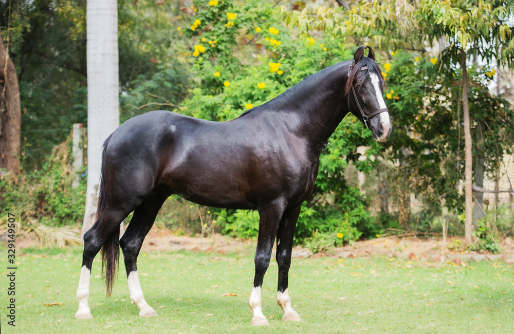 black Marwari stallion poseing in garden. India black Marwari stallion poseing in garden. India