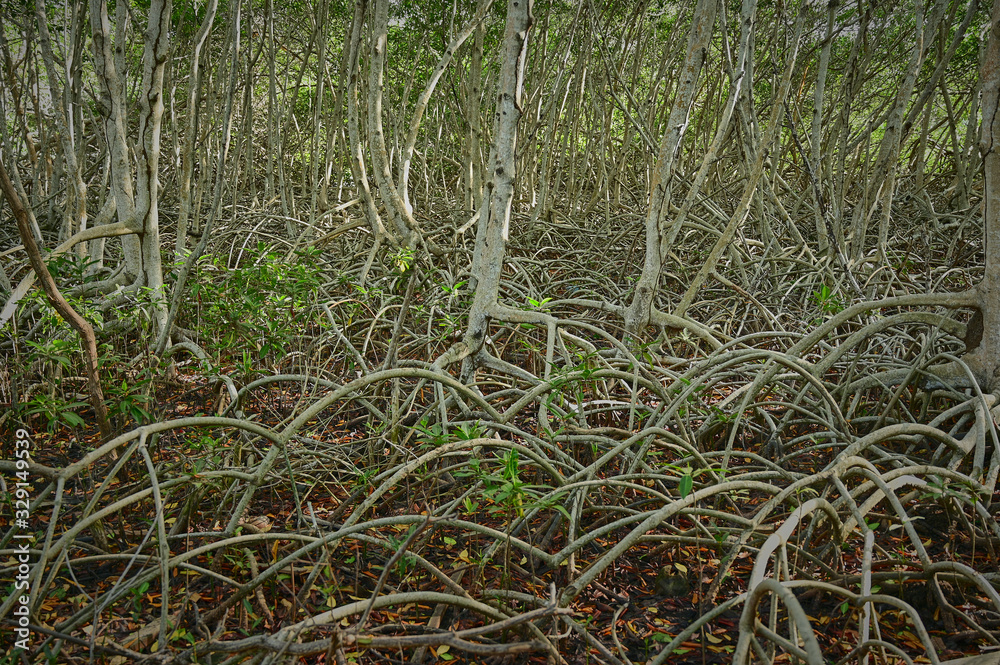 mangrove, shrub or small tree that grows in coastal saline or brackish water mangrove, shrub or small tree that grows in coastal saline or brackish water