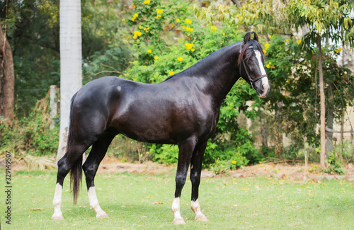 Foto black Marwari stallion poseing in garden. India