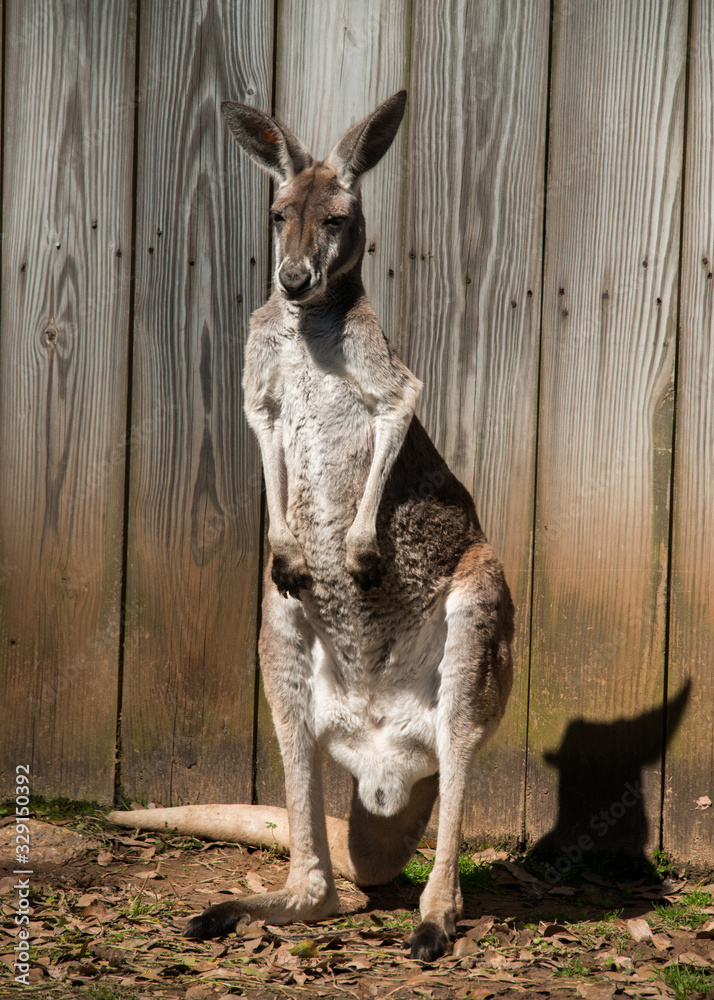 Fototapeta premium kangaroo in zoo