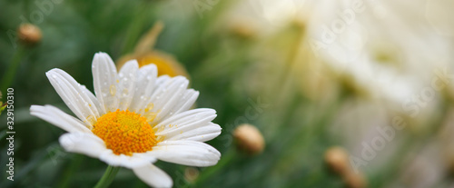 Fotografie, Obraz White daisies meadow.