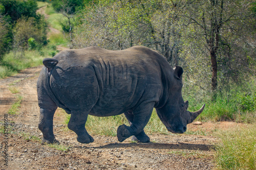 Rhino walking in a path