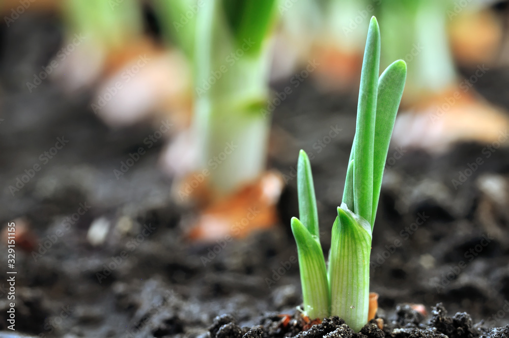 close-up of growing green onion in the vegetable garden - obrazy, fototapety, plakaty 