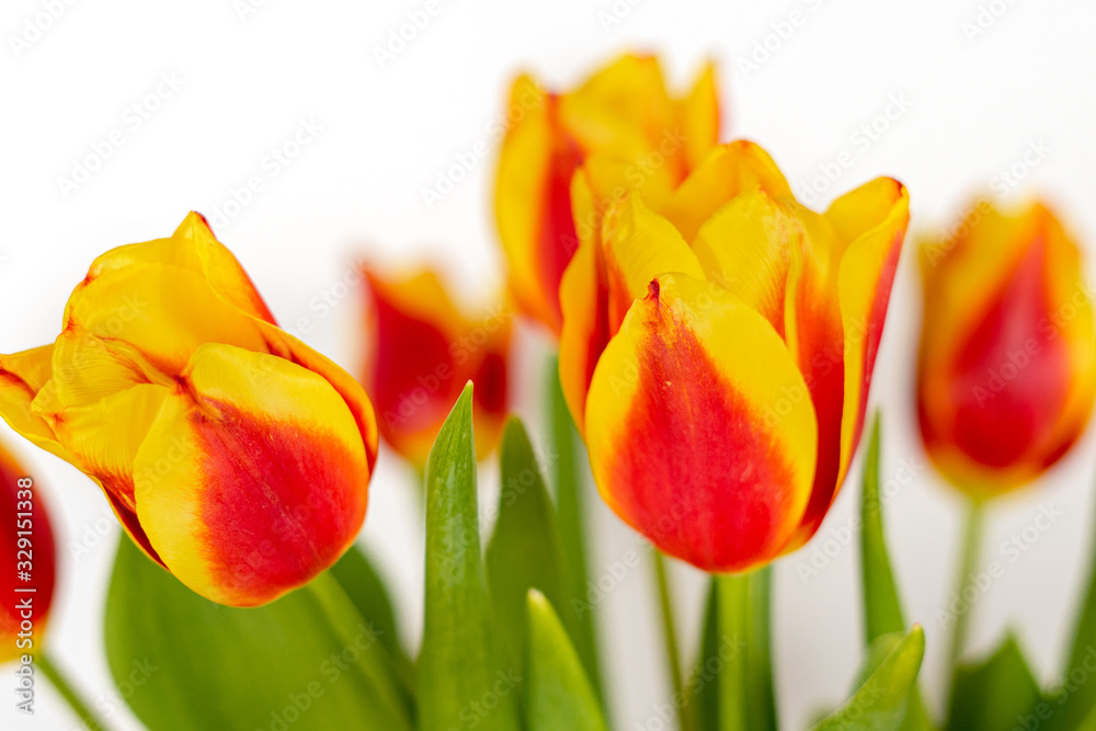 Fototapeta premium Tulips on a white background isolate